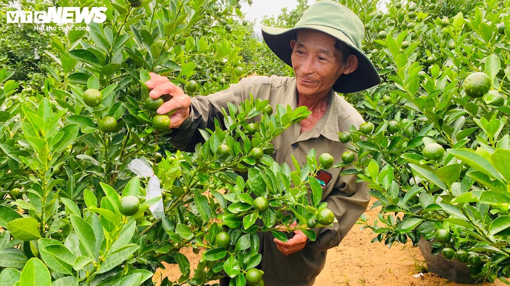 Thương lái chốt cọc sớm, thủ phủ quất cảnh miền Trung khấp khởi vụ Tết bội thu - Ảnh 3.