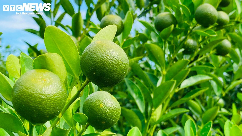 Thương lái chốt cọc sớm, thủ phủ quất cảnh miền Trung khấp khởi vụ Tết bội thu - Ảnh 2.