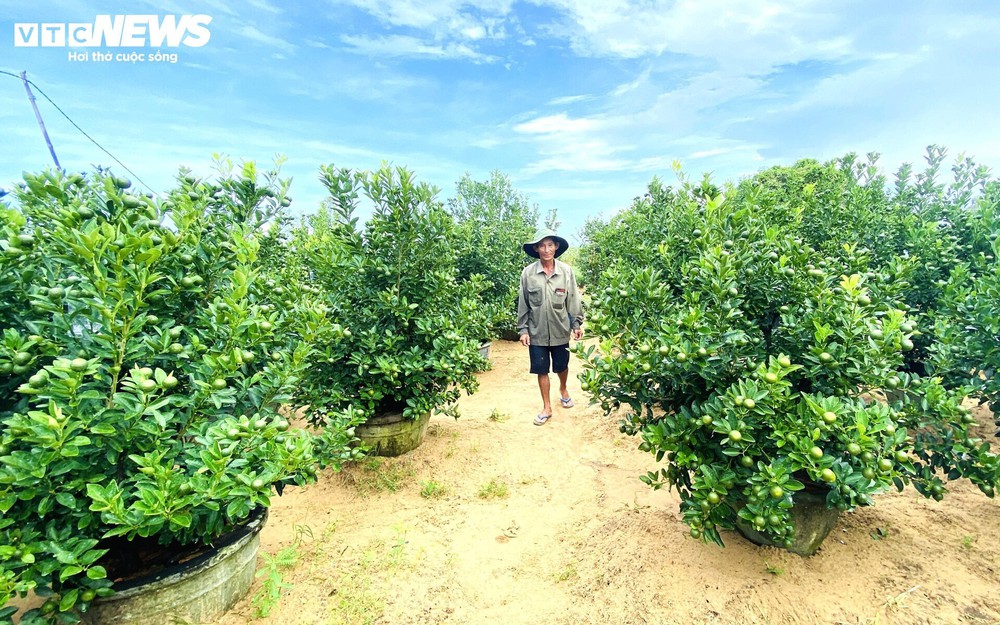 Thương lái chốt cọc sớm, thủ phủ quất cảnh miền Trung khấp khởi vụ Tết bội thu - Ảnh 1.