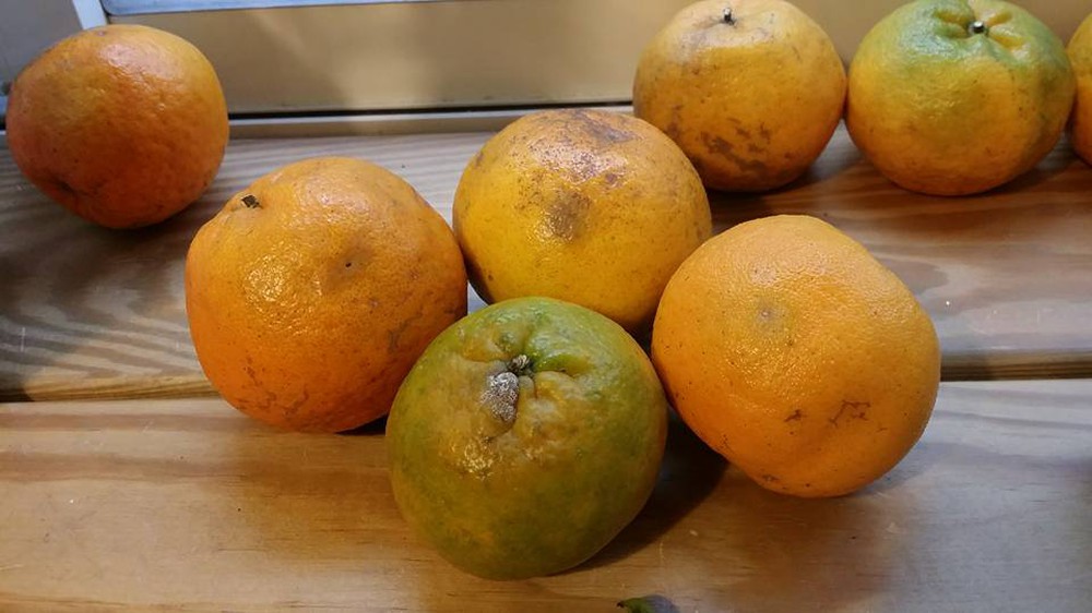 2 vợ chồng cùng mắc ung thư gan: Nguyên nhân đến từ loại trái cây độc gấp 68 lần asen mà họ thường ăn - Ảnh 4.