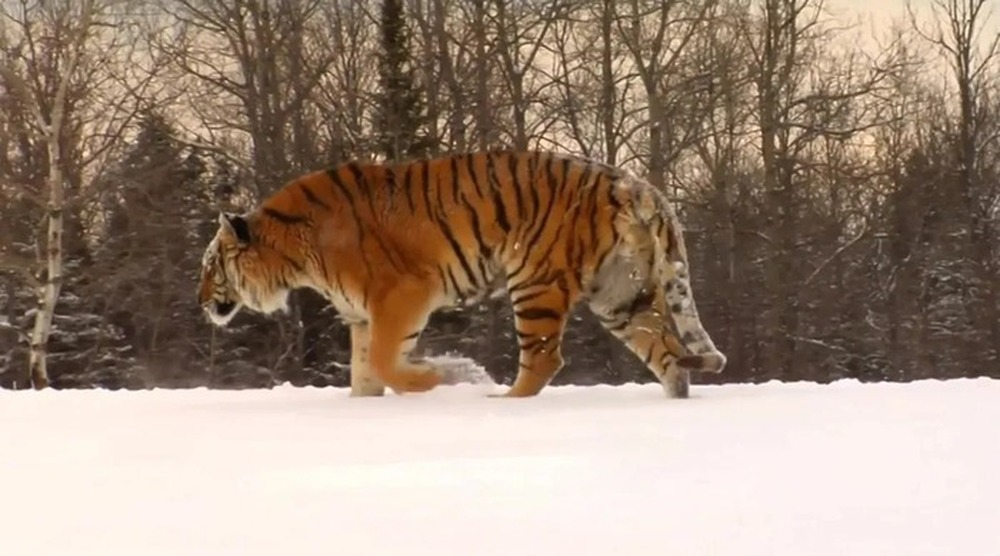 Lý do vào mùa đông hổ Siberia thường xuyên xuống núi tìm kiếm thức ăn - Ảnh 9.