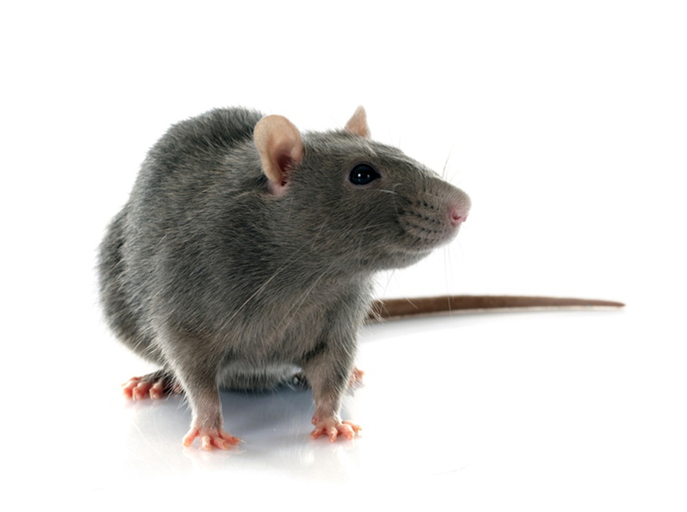 Thí nghiệm cấy ghép não: Sự phát triển của mô não người gây ra những thay đổi hành vi ở chuột! - Ảnh 6.