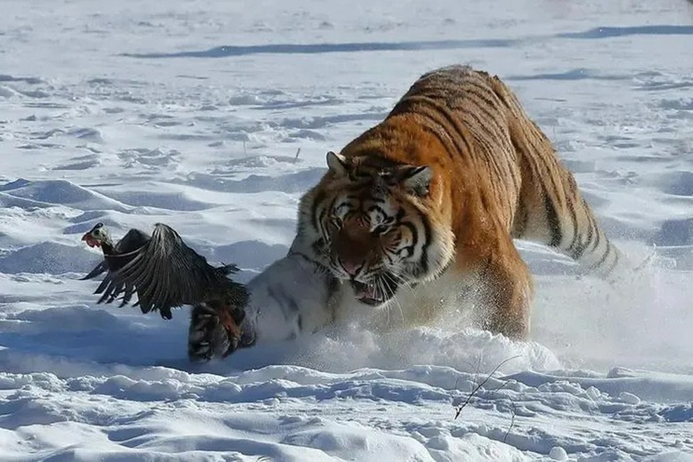 Lý do vào mùa đông hổ Siberia thường xuyên xuống núi tìm kiếm thức ăn - Ảnh 5.