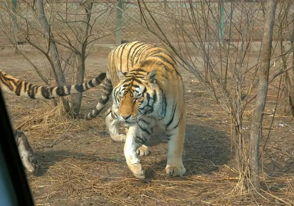 Lý do vào mùa đông hổ Siberia thường xuyên xuống núi tìm kiếm thức ăn - Ảnh 1.