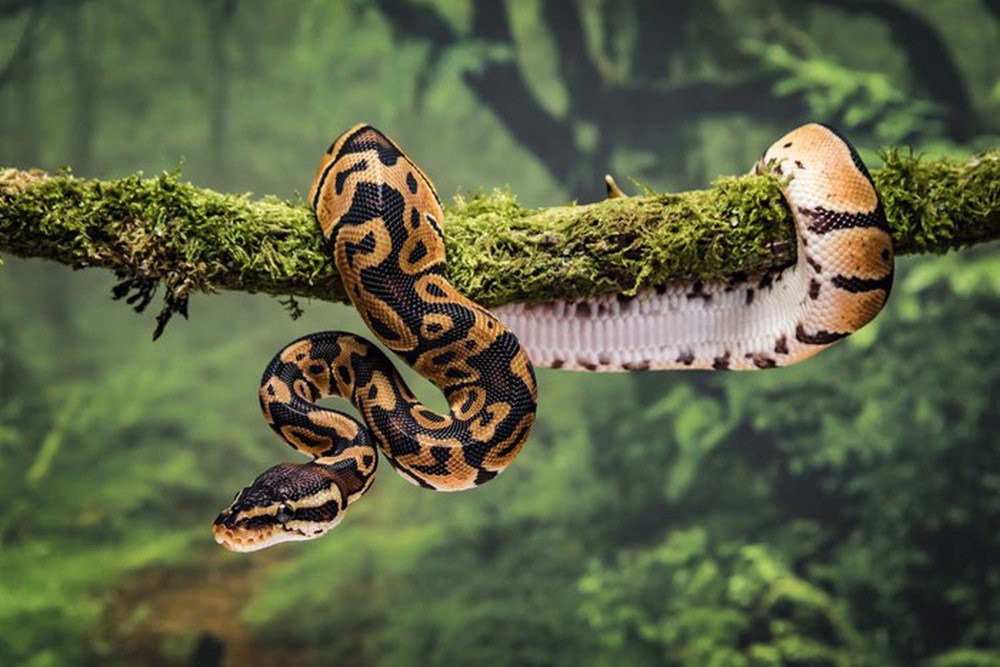 Vì sao rắn mất chân sau 26 lần tiến hóa khó khăn? - Ảnh 2.