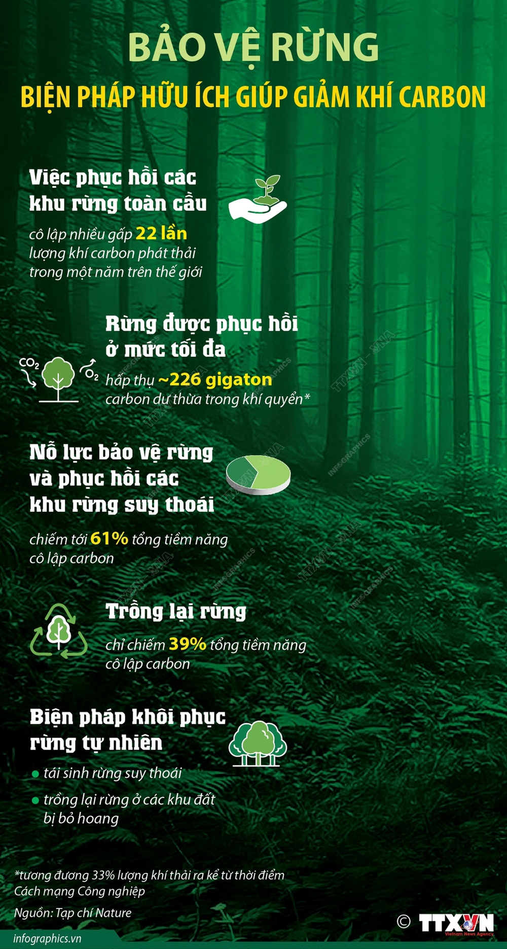 Bảo vệ rừng - biện pháp hữu ích giúp giảm khí carbon - Ảnh 1.