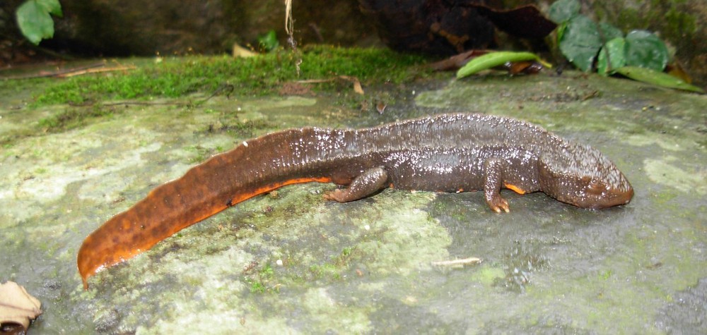 Unique Tam Dao treasure fish: Could be the ancestor of dinosaurs, included in the Vietnam Red Book - Photo 5.