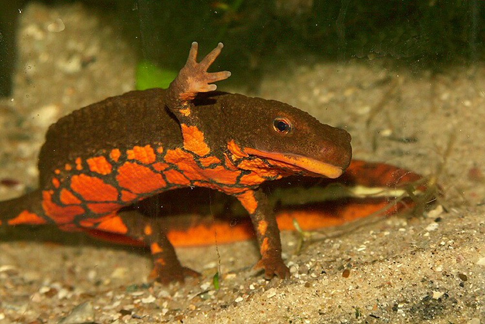 Unique Tam Dao treasure fish: Could be the ancestor of dinosaurs, included in the Vietnam Red Book - Photo 2.