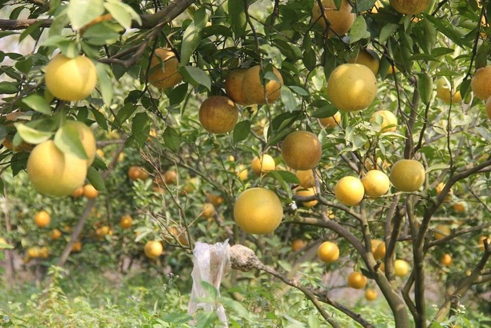  Không phải cam “tiến vua” xứ Nghệ, Việt Nam mới xuất hiện cam “ăn trứng “uống” mật, giá hơn 2 triệu đồng/kg  - Ảnh 4.