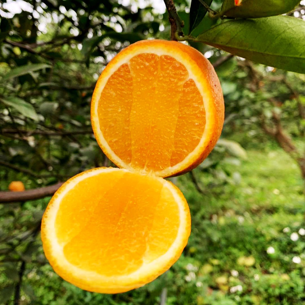  Không phải cam “tiến vua” xứ Nghệ, Việt Nam mới xuất hiện cam “ăn trứng “uống” mật, giá hơn 2 triệu đồng/kg  - Ảnh 2.