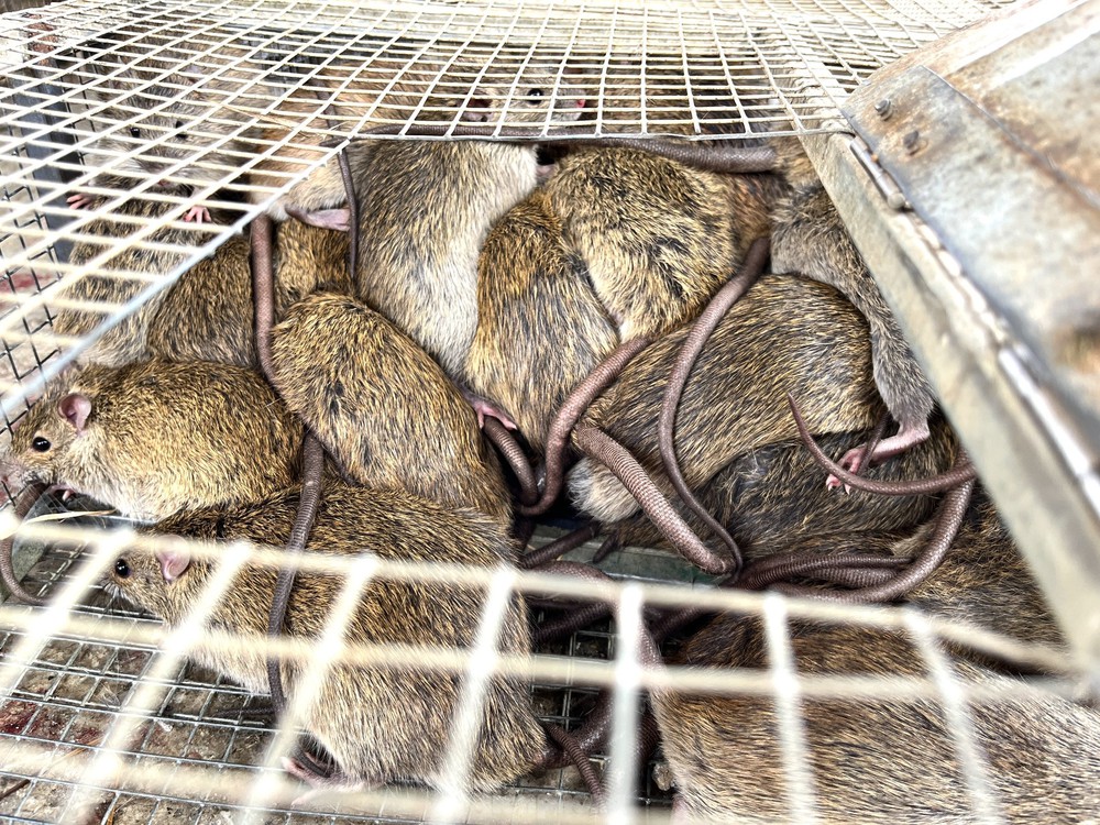 Chợ chuột lớn nhất Nghệ An, mỗi ngày tiêu thụ cả tấn - Ảnh 7.