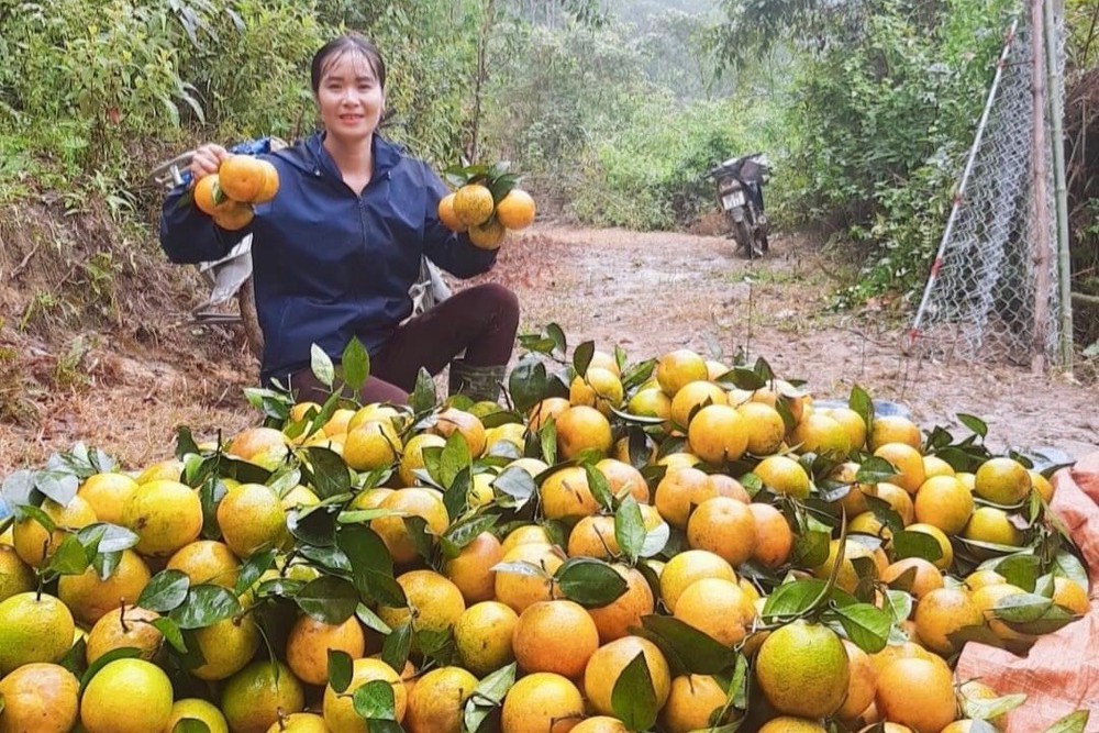 Thủ phủ cam Hà Tĩnh vào vụ thu hoạch, nông dân đếm quả tính tiền - Ảnh 10.