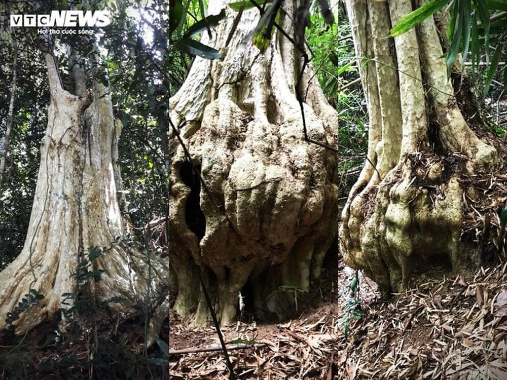 Uẩn khúc phía sau cây bằng lăng rừng được rao bán 220 triệu đồng tại Bình Định - Ảnh 7.