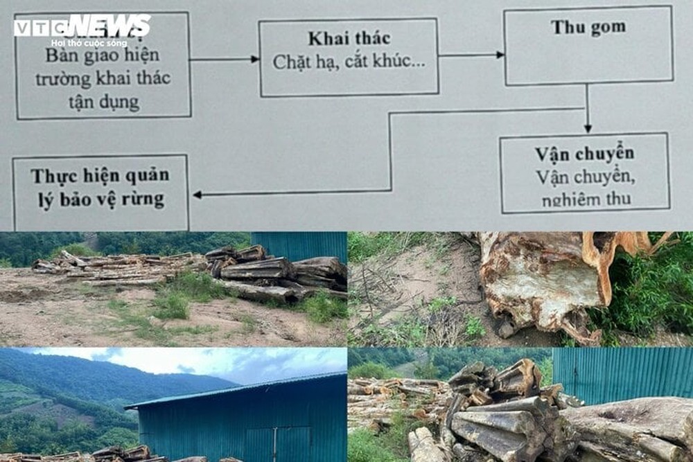 Uẩn khúc phía sau cây bằng lăng rừng được rao bán 220 triệu đồng tại Bình Định - Ảnh 4.