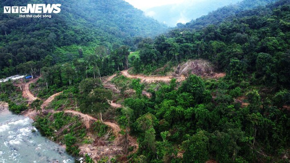 Uẩn khúc phía sau cây bằng lăng rừng được rao bán 220 triệu đồng tại Bình Định - Ảnh 3.