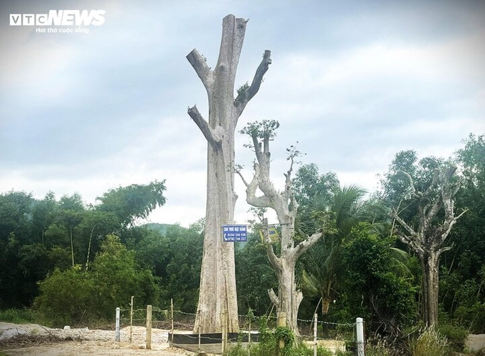 Uẩn khúc phía sau cây bằng lăng rừng được rao bán 220 triệu đồng tại Bình Định - Ảnh 2.