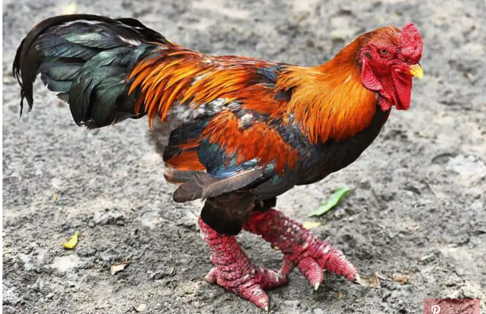 Độc lạ loài gà Việt Nam gây bão báo thế giới: Giá đến 50 triệu - nghìn con tuyển được một - Ảnh 3.