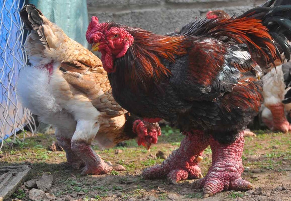 Độc lạ loài gà Việt Nam gây bão báo thế giới: Giá đến 50 triệu - nghìn con tuyển được một - Ảnh 2.