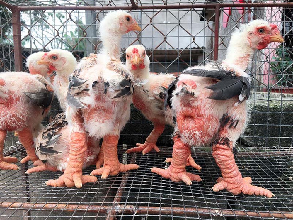 Độc lạ loài gà Việt Nam gây bão báo thế giới: Giá đến 50 triệu - nghìn con tuyển được một - Ảnh 7.