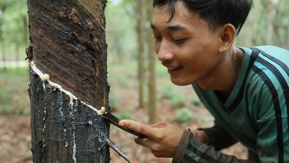 Láng giềng ngồi trên đống lửa vì quy định khắt khe mới của EU, Việt Nam thích ứng ra sao? - Ảnh 2.