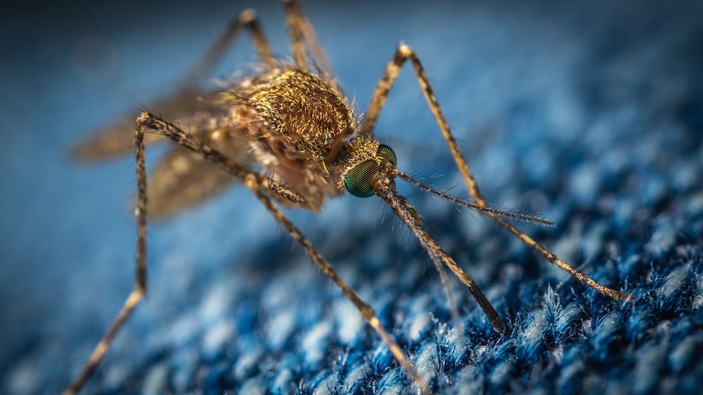 Tại sao Hoa Kỳ lại thả 2,4 tỷ con muỗi biến đổi gen ra bên ngoài môi trường? - Ảnh 6.