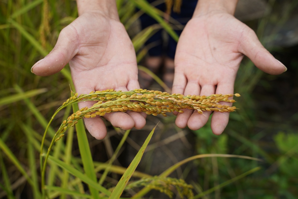 Người truyền cảm hứng làm nông nghiệp ứng phó biến đổi khí hậu ở xã bản vùng cao, đưa cây lúa địa phương thành đặc sản 3 sao nức tiếng - Ảnh 4.