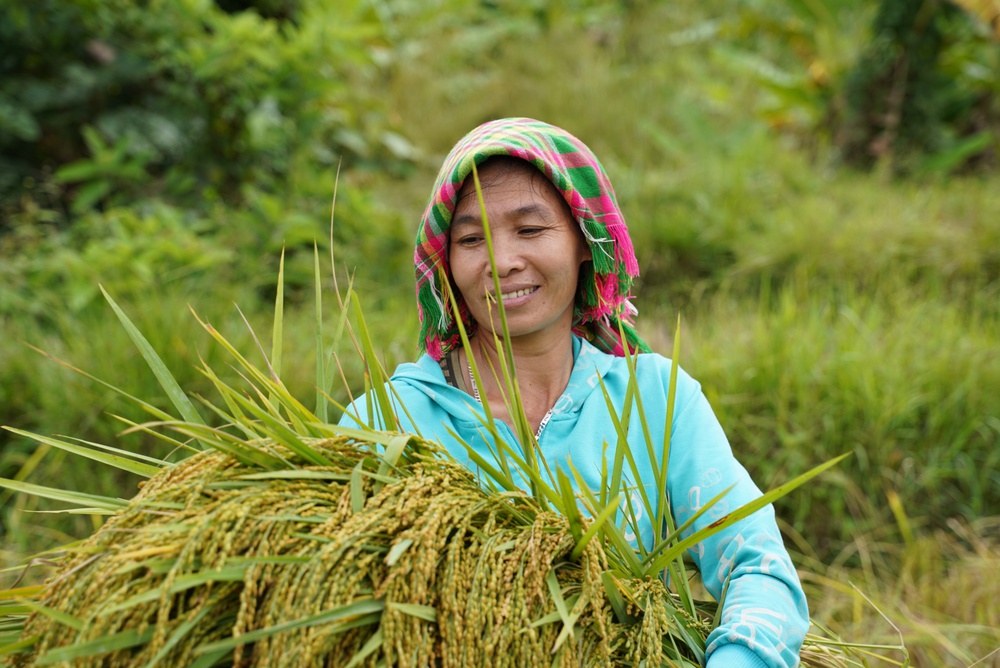 Người truyền cảm hứng làm nông nghiệp ứng phó biến đổi khí hậu ở xã bản vùng cao, đưa cây lúa địa phương thành đặc sản 3 sao nức tiếng - Ảnh 1.
