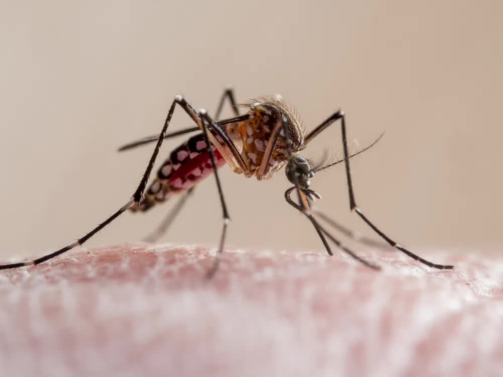 Tại sao Hoa Kỳ lại thả 2,4 tỷ con muỗi biến đổi gen ra bên ngoài môi trường? - Ảnh 5.