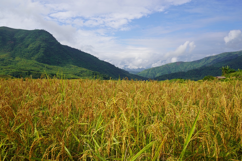 Người truyền cảm hứng làm nông nghiệp ứng phó biến đổi khí hậu ở xã bản vùng cao, đưa cây lúa địa phương thành đặc sản 3 sao nức tiếng - Ảnh 8.