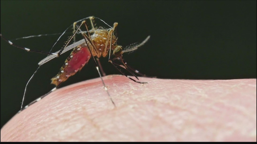 Tại sao Hoa Kỳ lại thả 2,4 tỷ con muỗi biến đổi gen ra bên ngoài môi trường? - Ảnh 3.