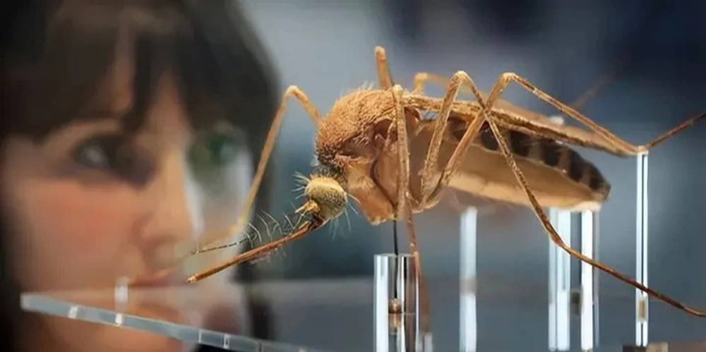 Tại sao Hoa Kỳ lại thả 2,4 tỷ con muỗi biến đổi gen ra bên ngoài môi trường? - Ảnh 2.