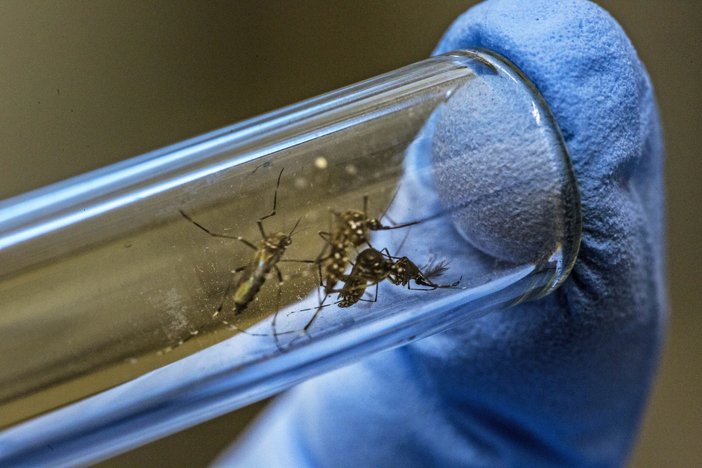 Tại sao Hoa Kỳ lại thả 2,4 tỷ con muỗi biến đổi gen ra bên ngoài môi trường? - Ảnh 1.