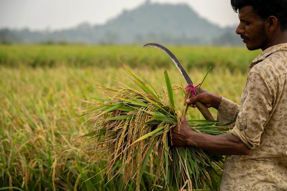 Sản lượng giảm mạnh, Ấn Độ khả năng cao kéo dài lệnh cấm xuất khẩu gạo - Ảnh 1.