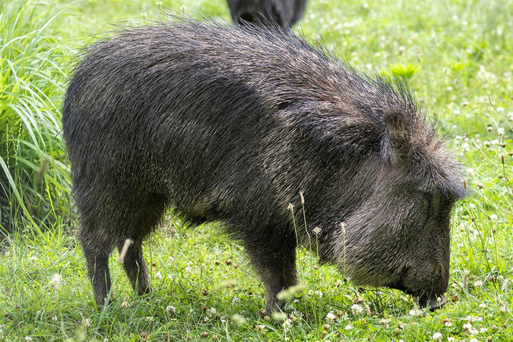 Vì sao lợn rừng lông kim được coi là loài động vật có vú đặc biệt nhất trên Trái Đất? - Ảnh 8.
