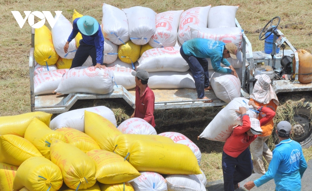 Xuất khẩu gạo của Việt Nam dự báo lập đỉnh 4,5 tỷ USD - Ảnh 2.