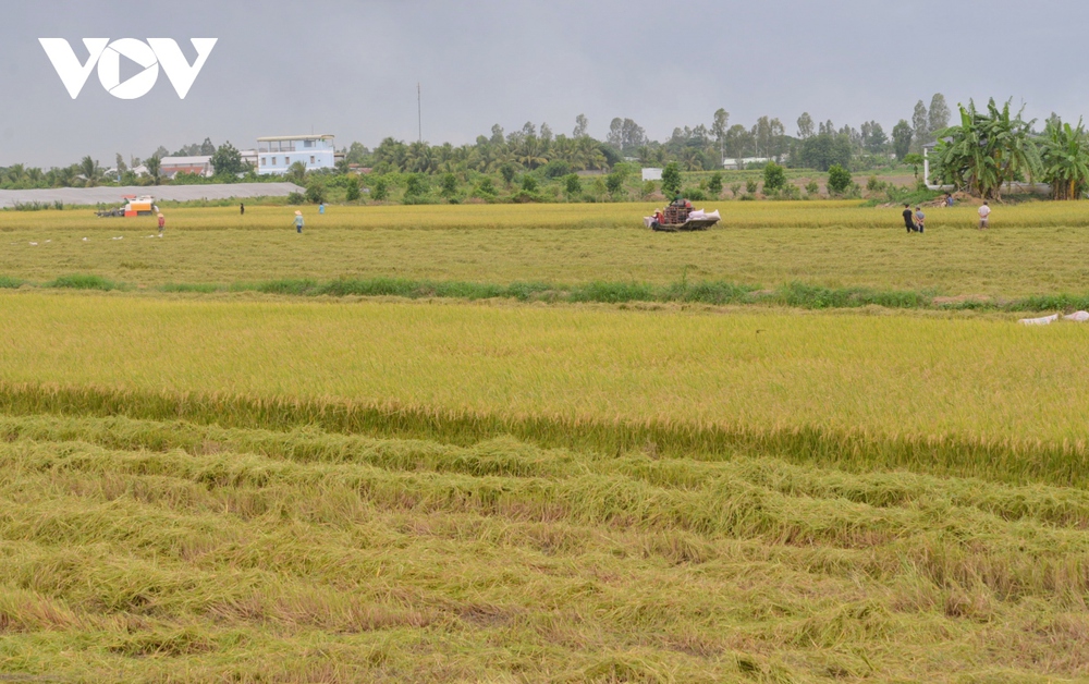 Xuất khẩu gạo của Việt Nam dự báo lập đỉnh 4,5 tỷ USD - Ảnh 1.