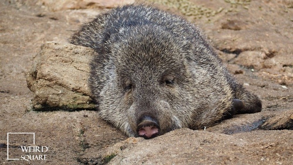 Vì sao lợn rừng lông kim được coi là loài động vật có vú đặc biệt nhất trên Trái Đất? - Ảnh 5.