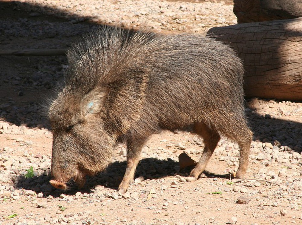 Vì sao lợn rừng lông kim được coi là loài động vật có vú đặc biệt nhất trên Trái Đất? - Ảnh 3.