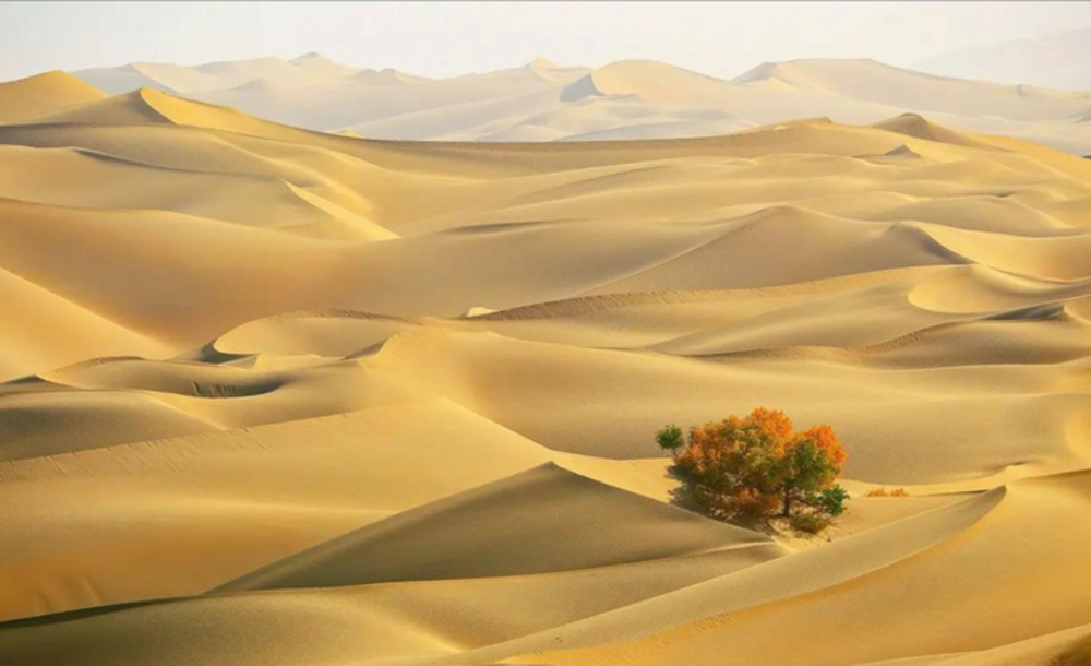 Cách Trung Quốc phủ xanh sa mạc Biển tử thần rộng 330.000km2 - Ảnh 1.