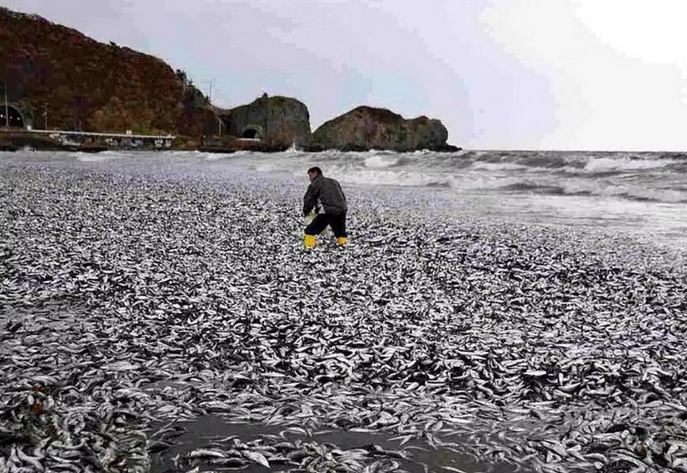 Ngư dân Nhật Bản sốc khi phát hiện hàng nghìn tấn cá chết dạt bờ chưa rõ nguyên nhân - Ảnh 1.