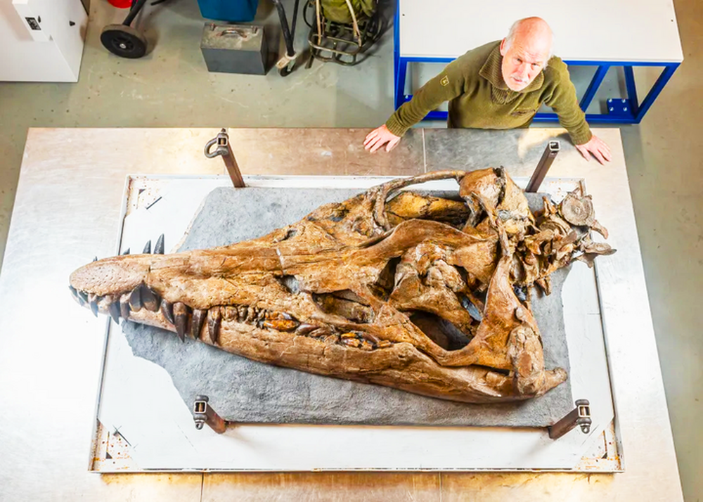 Phát hiện hộp sọ hoàn hảo của quái vật biển khổng lồ ở bờ biển kỷ Jura - Ảnh 1.