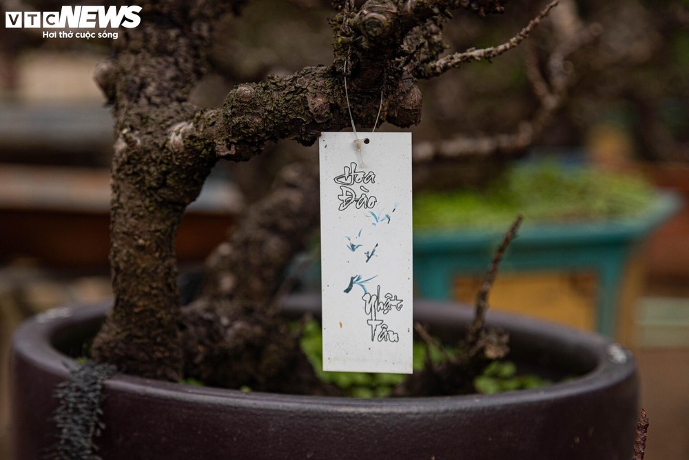Cận cảnh đào Thất Thốn tiền triệu bị ép ngủ phòng điều hòa để nở hoa trúng Tết - Ảnh 11.