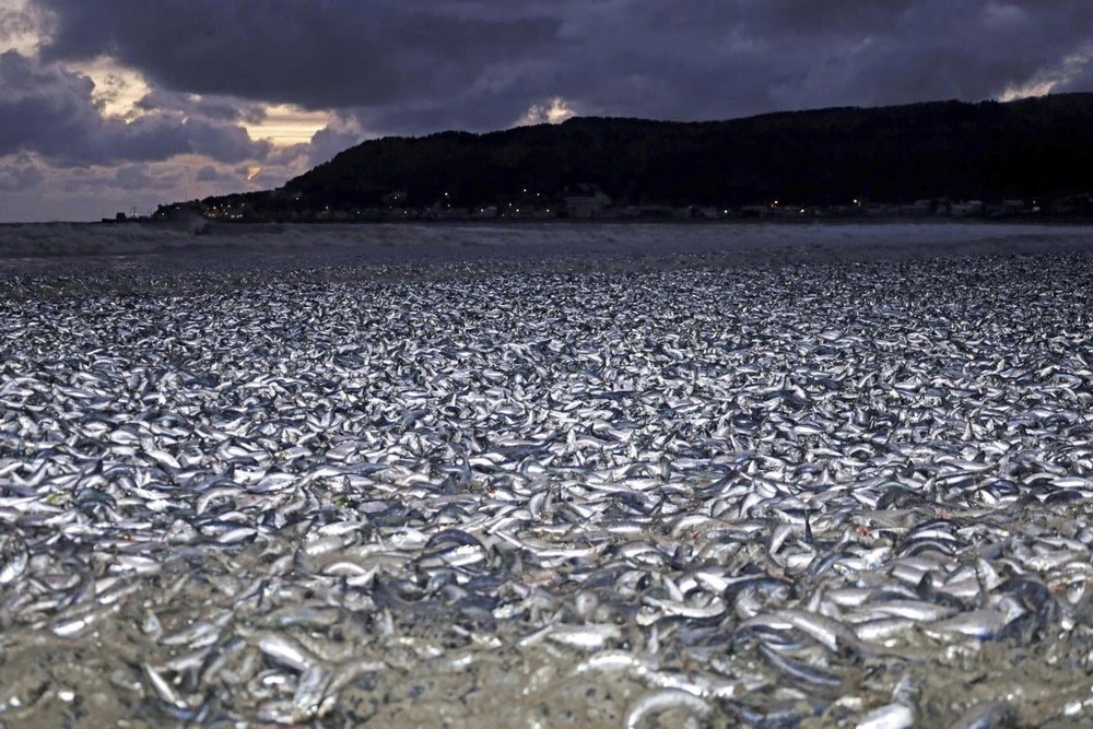 Đã có lời giải cho 1.000 tấn cá chết dạt vào bờ biển Nhật Bản: Nguyên nhân “trúng độc” bị loại bỏ - Ảnh 1.
