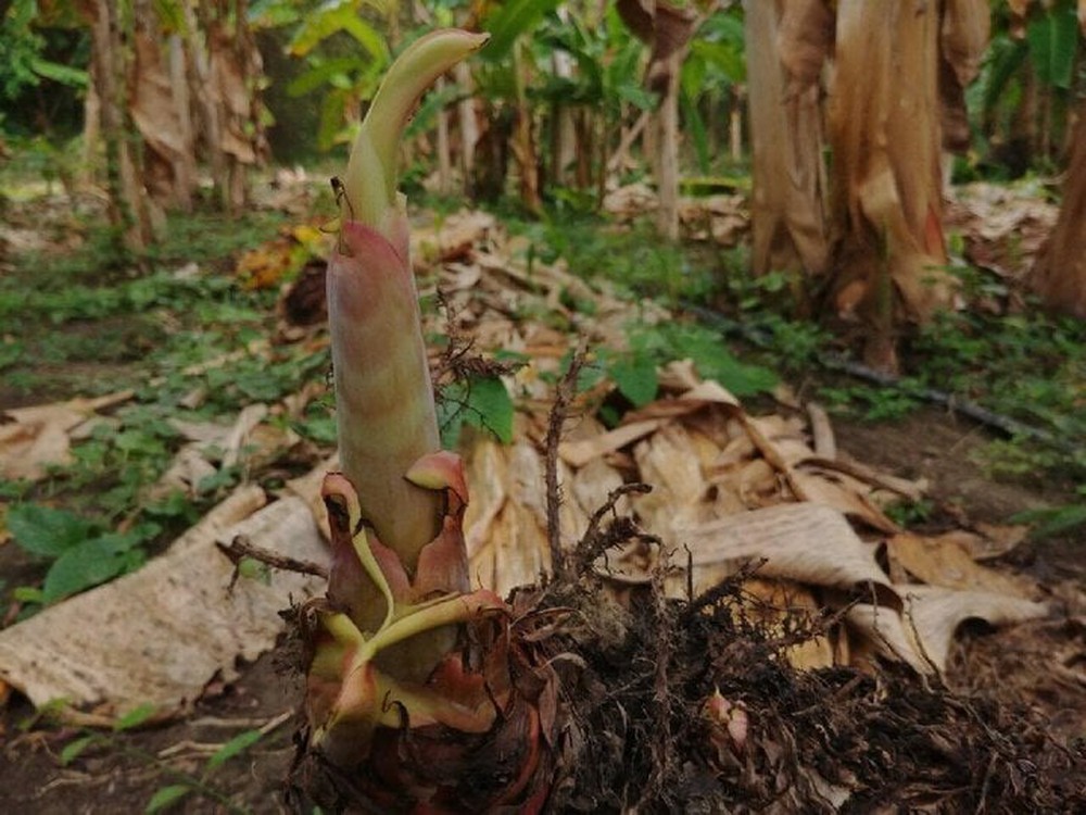 Vì sao cây chuối lại bị chặt bỏ ngay sau khi thu hoạch quả? - Ảnh 1.