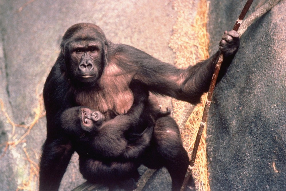 Cậu bé không may rơi vào chuồng gorilla, con vật có hành động lạ khiến tất cả không thể ngờ - Ảnh 5.