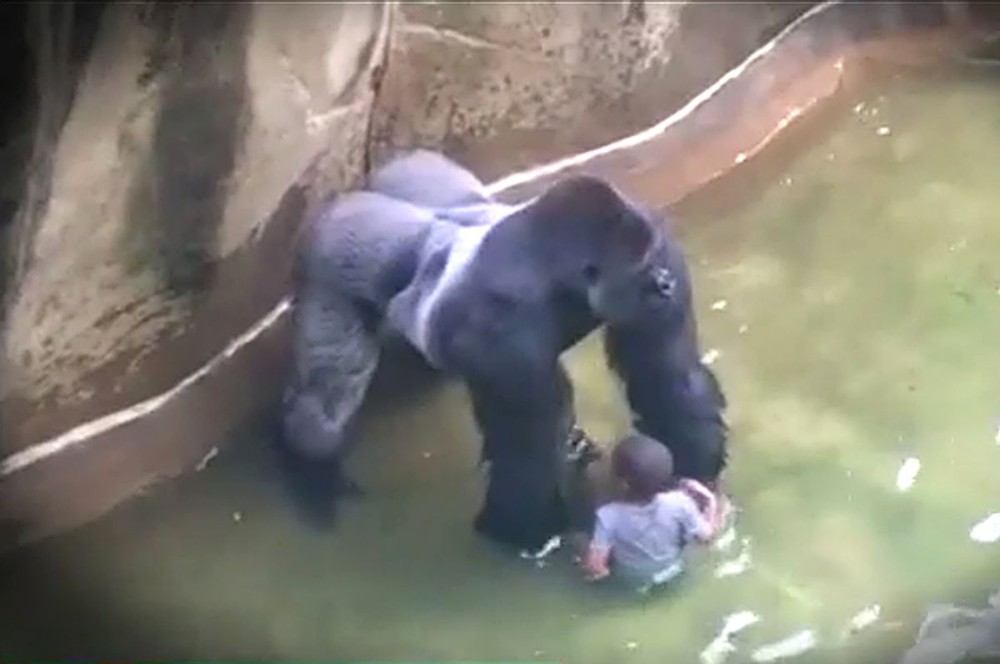 Cậu bé không may rơi vào chuồng gorilla, con vật có hành động lạ khiến tất cả không thể ngờ - Ảnh 6.