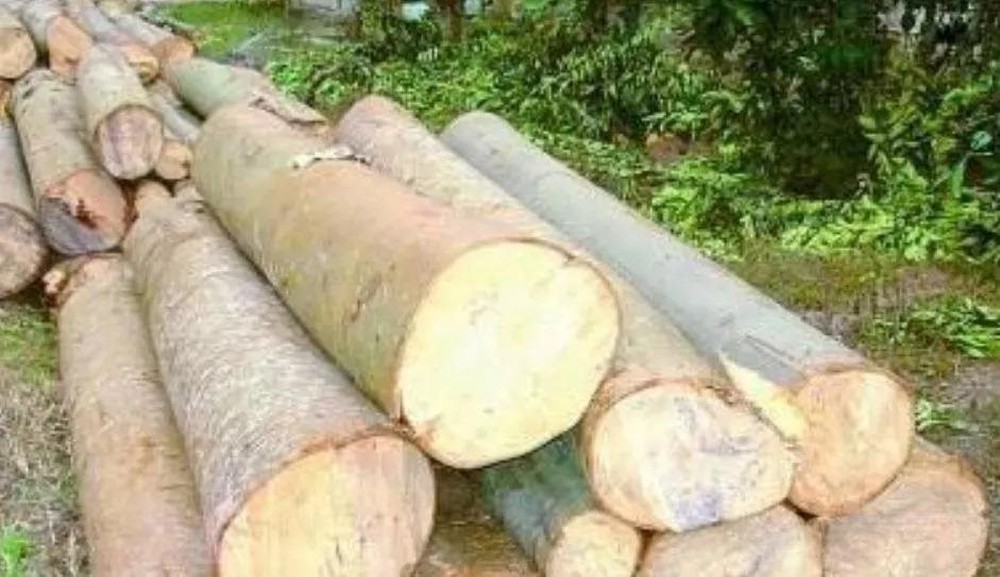 Kỳ lạ loại cây gỗ mỗi năm cao thêm 7m, Trung Quốc muốn trồng ở nhiều nơi: Mang lại món lợi kinh tế bất ngờ - Ảnh 5.