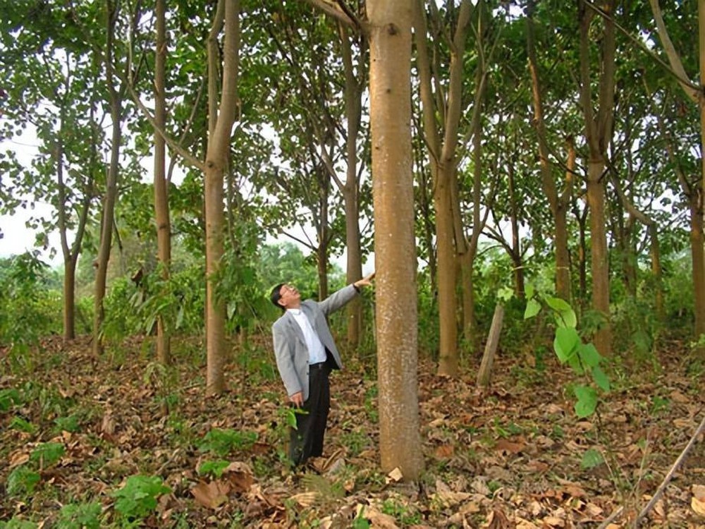 Kỳ lạ loại cây gỗ mỗi năm cao thêm 7m, Trung Quốc muốn trồng ở nhiều nơi: Mang lại món lợi kinh tế bất ngờ - Ảnh 2.