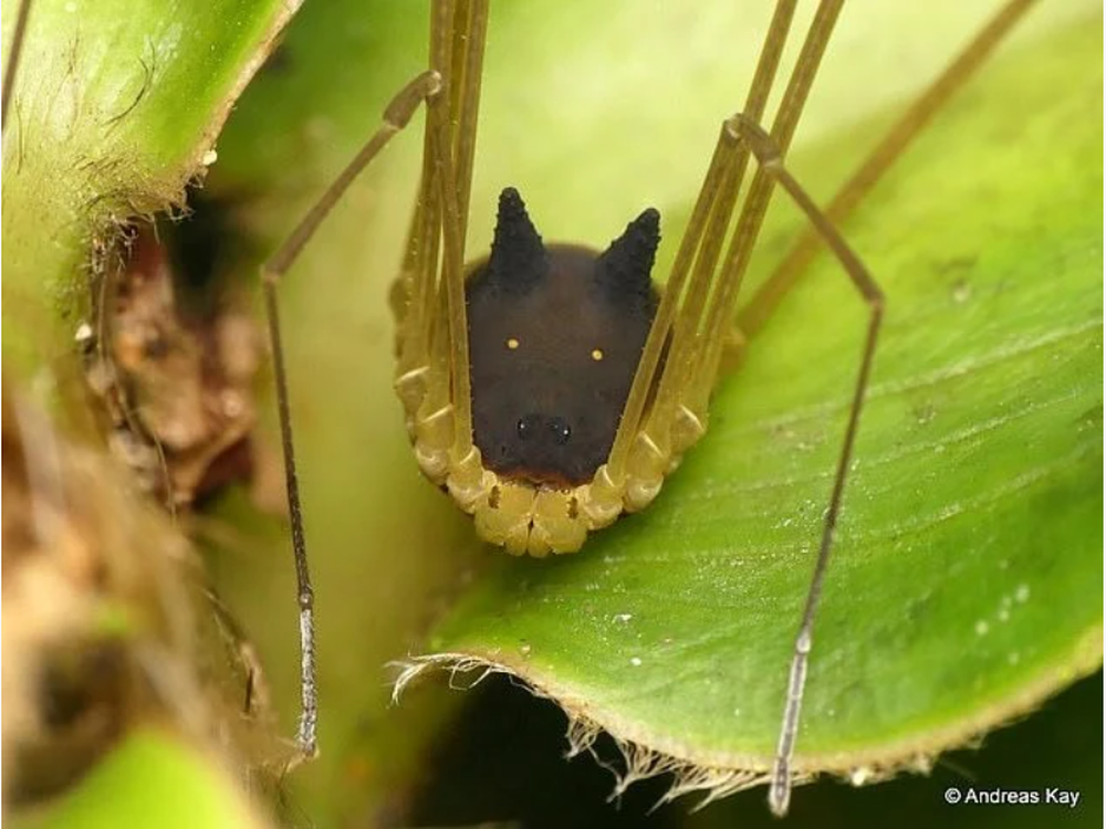 Ghi hình quái thú đầu chó, chân nhện trong rừng Amazon, nhiếp ảnh gia bị cư dân mạng đòi tới tận nhà - Ảnh 1.