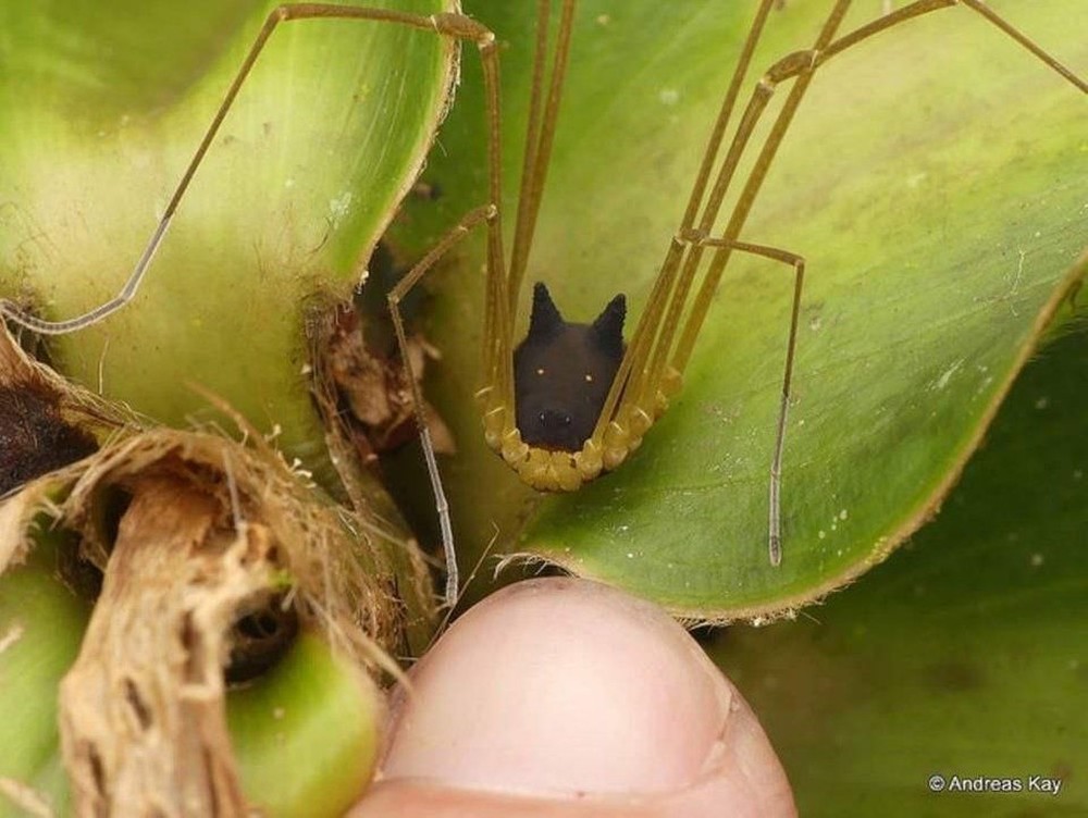 Ghi hình quái thú đầu chó, chân nhện trong rừng Amazon, nhiếp ảnh gia bị cư dân mạng đòi tới tận nhà - Ảnh 2.